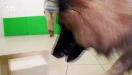 Science Reveals That Dogs Can Detect Heat with Their Snouts