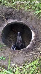 Rescuing a Fallen Hog from a Hole
