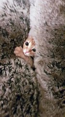 Vicious Beast Defends its Lair