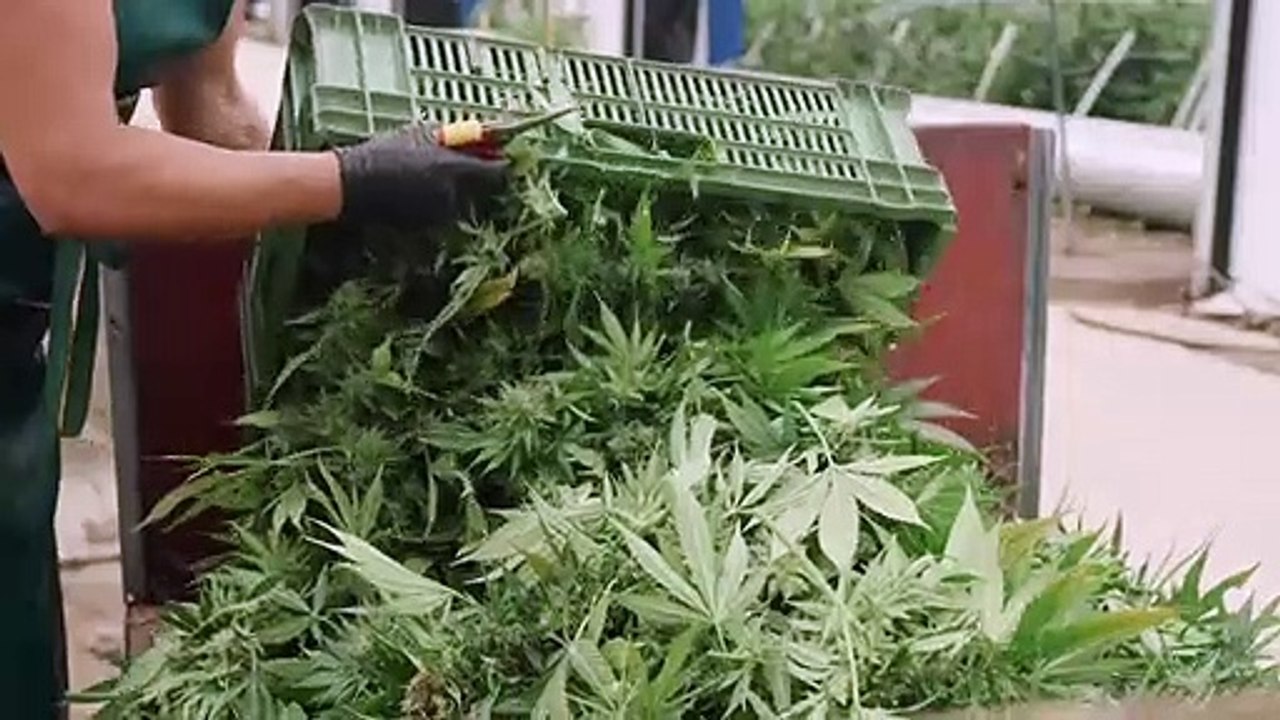 ALPINOLS - 100% biologisches & nachhaltiges CBD, angebaut in der Schweiz