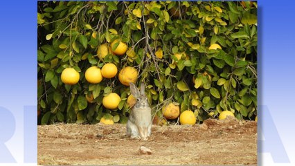Pat McMahon Introduces You To Bradbury Family Farms
