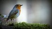 #forest birds singing--#relaxation-#soothing-music #stress#Relaxing Music #Stress #Relief #Insomnia #MeditationRelaxing sound of nature Relaxing Sounds and Birds Chirping