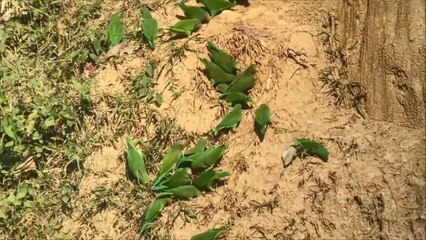 Blanquillo Macaw Lick in Manu - Birds of Peru.. Beautiful birds .
