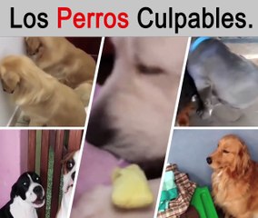 Perros con sentimiento de culpa