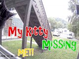 Cat misses his owner l Pets and animals l Funny cats