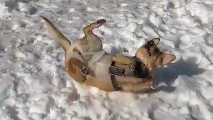 People and animals alike make the most of a snowy Friday