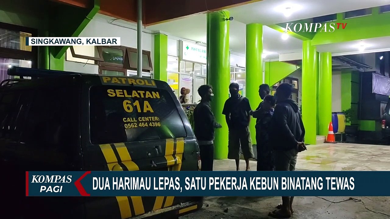 Pekerja Tewas Diserang 2 Harimau yang Lepas dari Sinka Zoo, Petugas Masih Cari Harimau