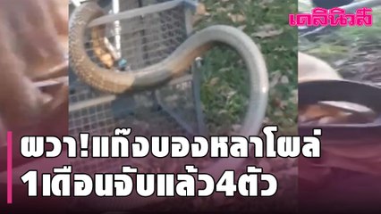 [คลิป] ผวา!แก๊งบองหลาโผล่1เดือนจับแล้ว4ตัวใหญ่สุดรอบปี | Dailynews