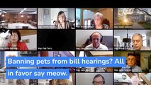 Banning pets from bill hearings? All in favor say meow., and other top stories in technology from February 06, 2021.