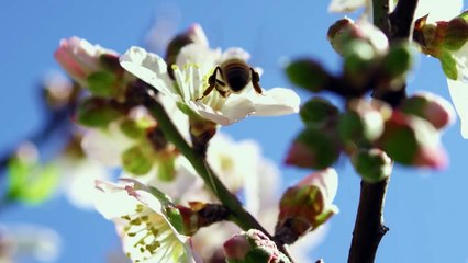Es Por Eso Que los Babuinos Roban Cachorros de León