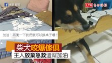 超級破壞王柴犬咬爆桌子 主人已習慣...放棄急救還幫加油