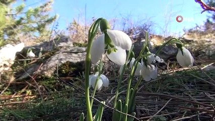 Bu çiçeği koparmanın cezası 80 bin 465 lira