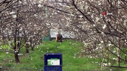 İlk Hasatta Eriğin Kilosu Çeyrek Altını Geçecek