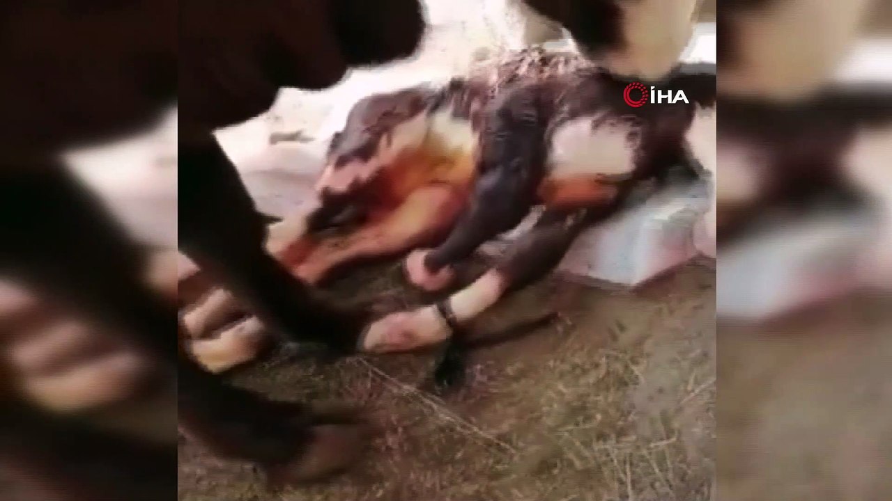 Çift başlı doğan buzağı görenleri hayrete düşürdü