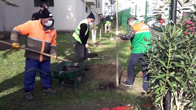Esenyurt’ta kesilmek zorunda kalan ağaçların yerine yenileri dikildi