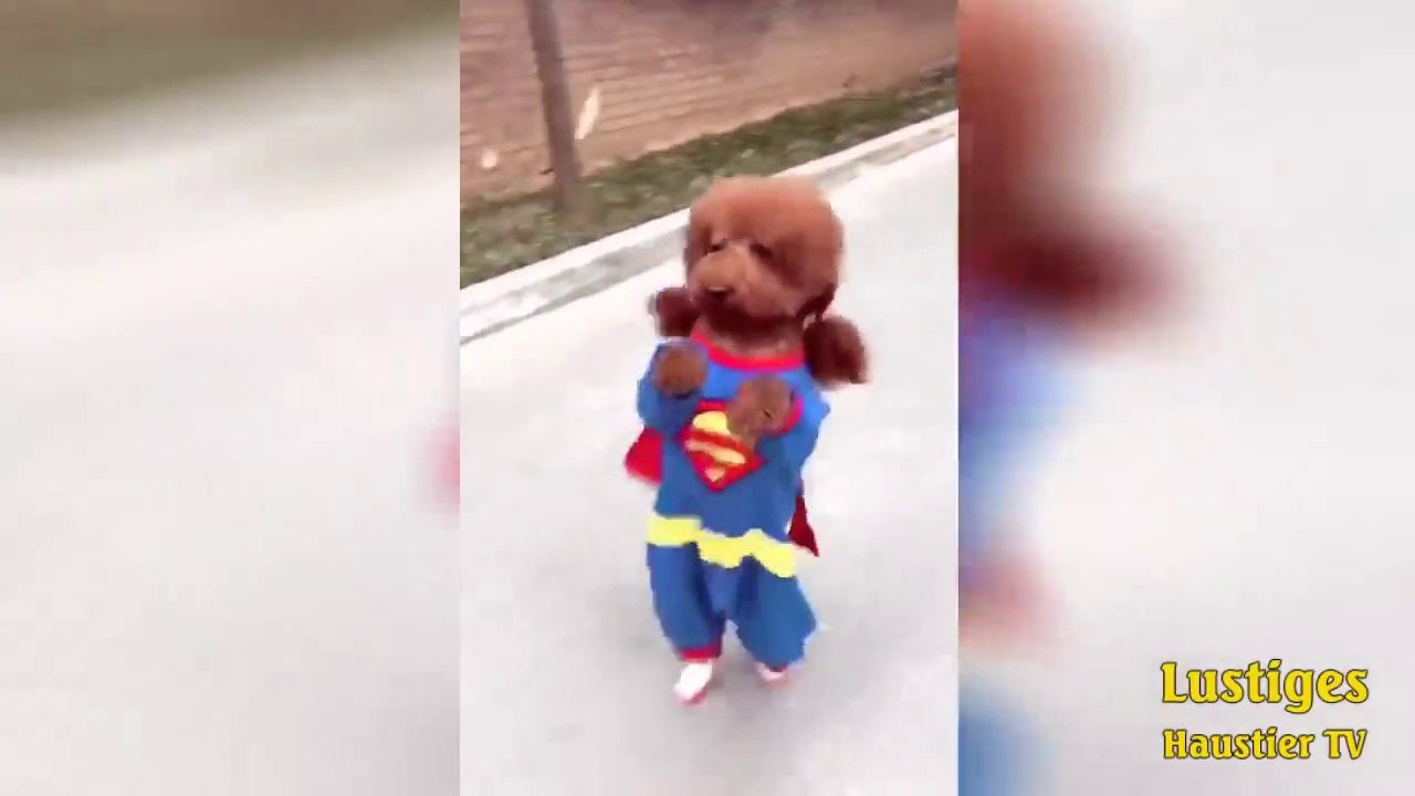 OMG_So_Cute_♡_Best_Funny_Cats_and_Dogs_Compilation