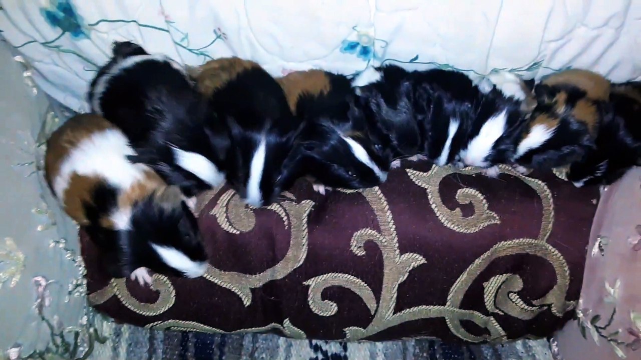 BABY CAVIA PORCELLUS DAVID DAVID CJ RJ DAVID MARY TRIXIE DAVID CLOVER IRIS 20200206_192720