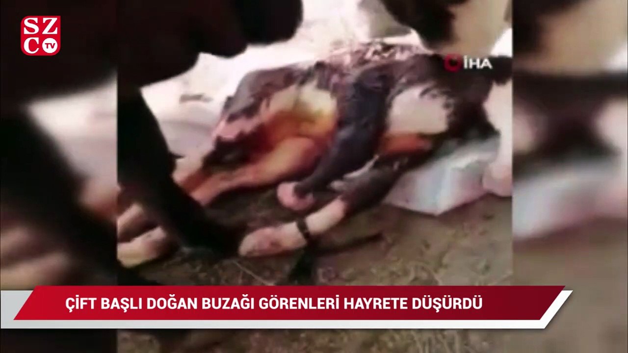 Çift başlı doğan buzağı görenleri hayrete düşürdü