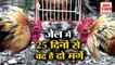 2 मुर्गे 25 दिन से थाने में बंद | Roosters put behind bars police cockfight Evidence | Telangana