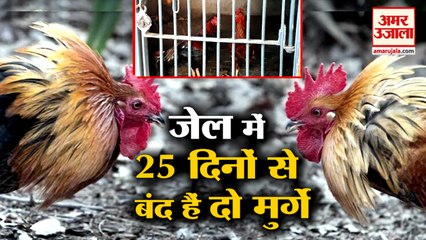 2 मुर्गे 25 दिन से थाने में बंद | Roosters put behind bars police cockfight Evidence | Telangana