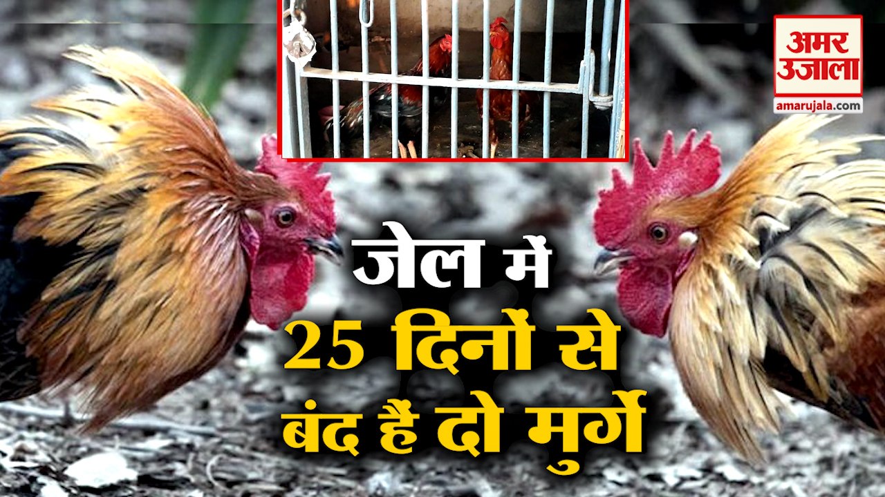 2 मुर्गे 25 दिन से थाने में बंद | Roosters put behind bars police cockfight Evidence | Telangana