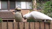 Cockatoo pulling an annoyed Kookaburra’s tail feathers