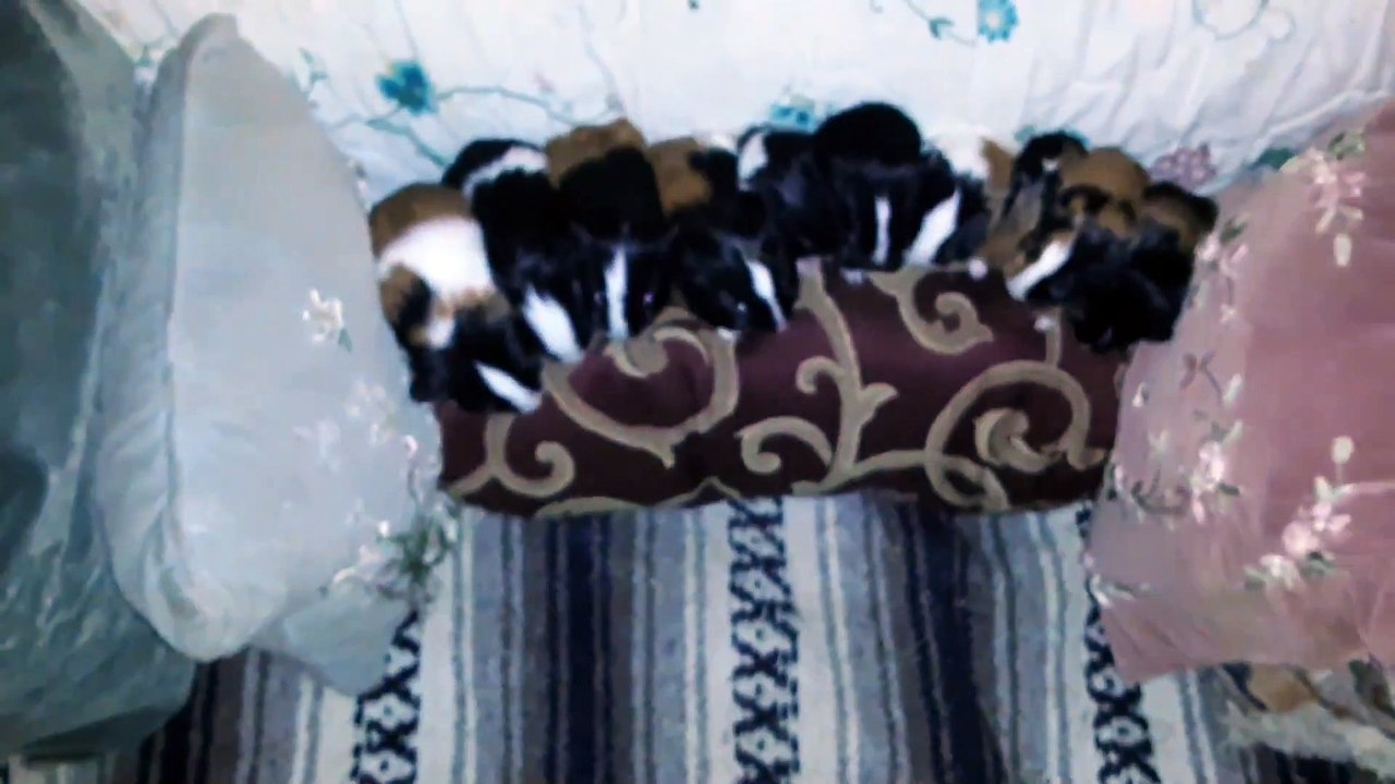 BABY CAVIA PORCELLUS DAVID DAVID CJ RJ DAVID MARY TRIXIE DAVID CLOVER IRIS 20200206_193155