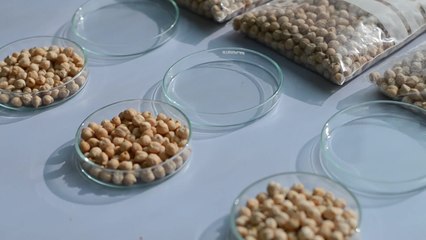 El arca de Noé de las semillas del ITACyL busca variedades mejoradas