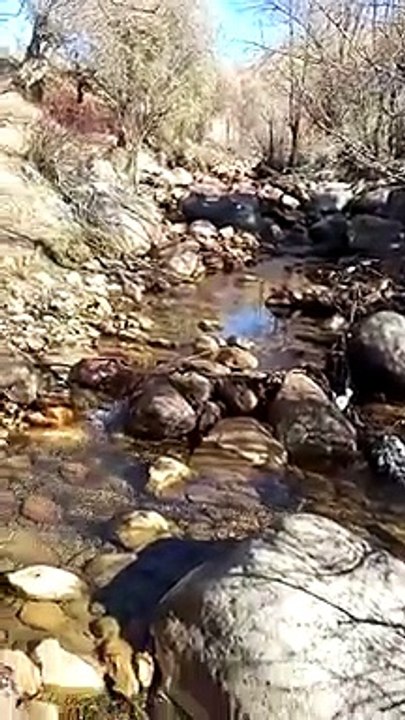 cay akar su