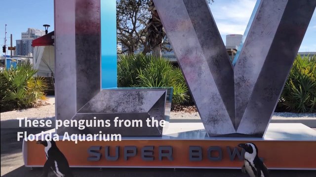 Florida Aquarium penguins get a taste of the NFL experience