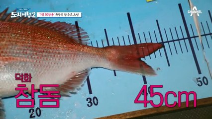 [#도시어부2] 한파 녹이는 참돔 행렬♨ 낚시왕 덕화의 1일 20참돔 SHOW (feat. KCM)