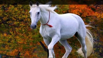 Rüyada siyah beyaz ata binmek ne demek?