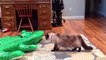 Videos De Risa 2021 nuevos  Animales Graciosos - Gatos y Perros Chistosos @1 - F_HD
