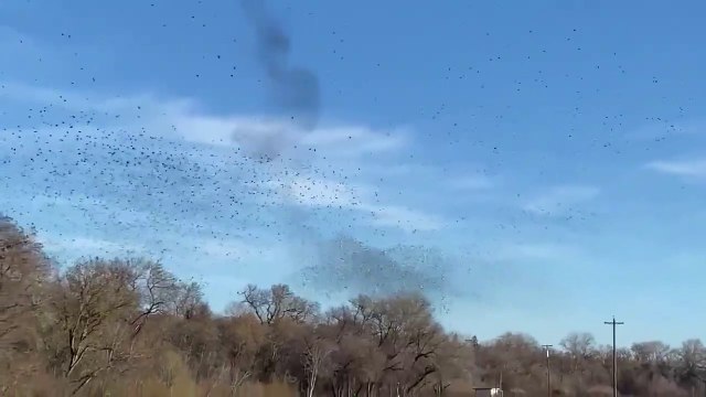 Des nuées d'oiseau dans le ciel forment un nuage mouvant impressionnant