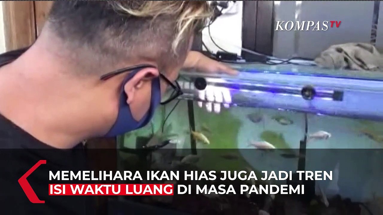 Ikan Gabus Hias Atau Ikan Channa, Idola Baru Ikan Akuarium