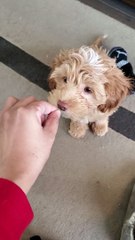 Cockapoo Walks Away From Imaginary Treats