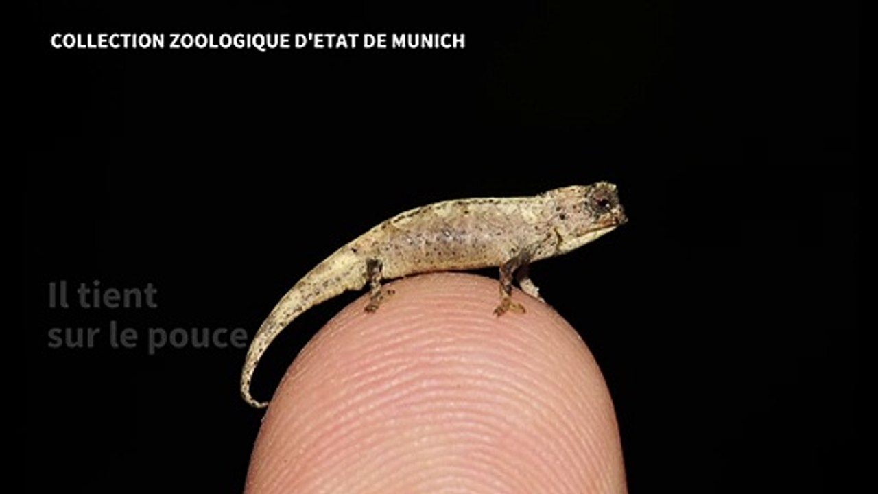Sur le bout du doigt: le plus petit reptile au monde