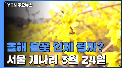 봄꽃 3~4일 일찍 핀다...서울 개나리 3월 24일 / YTN