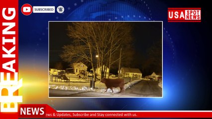 On the lamb: Cow makes daring slaughterhouse escape in Rhode Island