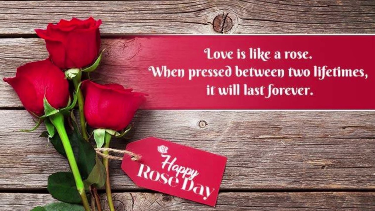 Rose Day Status 2021 | Happy Rose Day 2021 Whatsapp Status | Rose Day Status| Happy Rose Day 2021