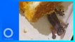Jijik! Ada Cicak Mati di Kotak Roti di Singapura - TomoNews