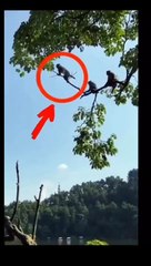 Short funny comedy video on monkey