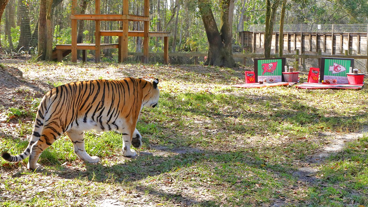 Tiger Predicts Big Game Winner