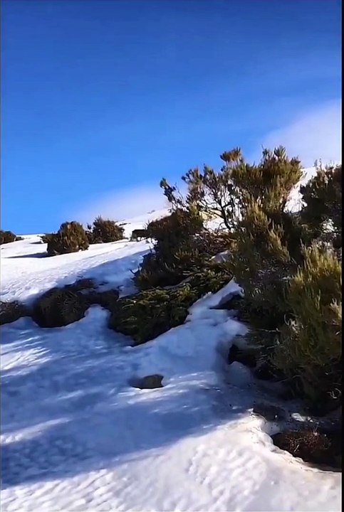 Un sanglier glisse vers des randonneuses