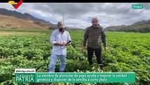 Cultivando Patria 07FEB2021 I Agropecuario San Miguel en Aragua produce más de 20 toneladas de papa