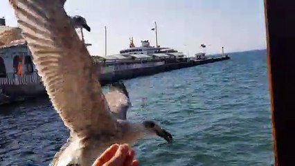 Hungry Gull at the Restaurant 🦢