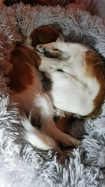 Câlins et jeux des 2 petits