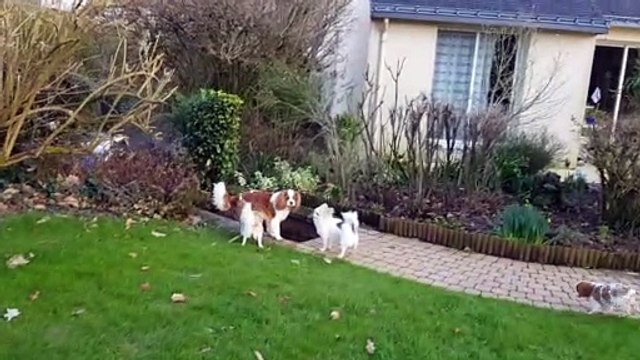 Les poilus au jardin suite