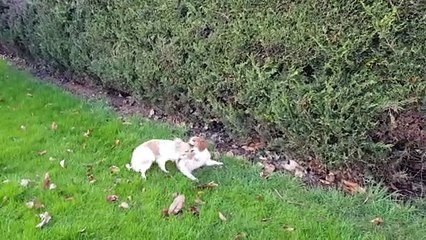 Les petits jouent au jardin