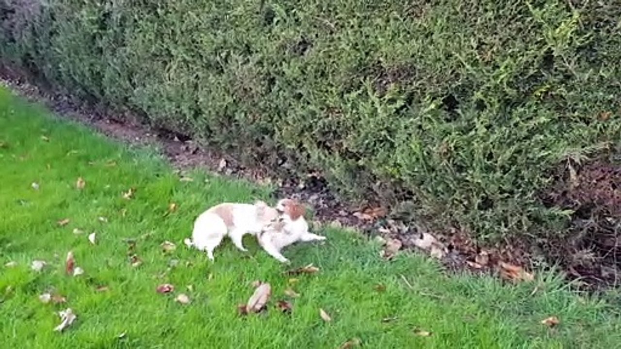 Les petits jouent au jardin